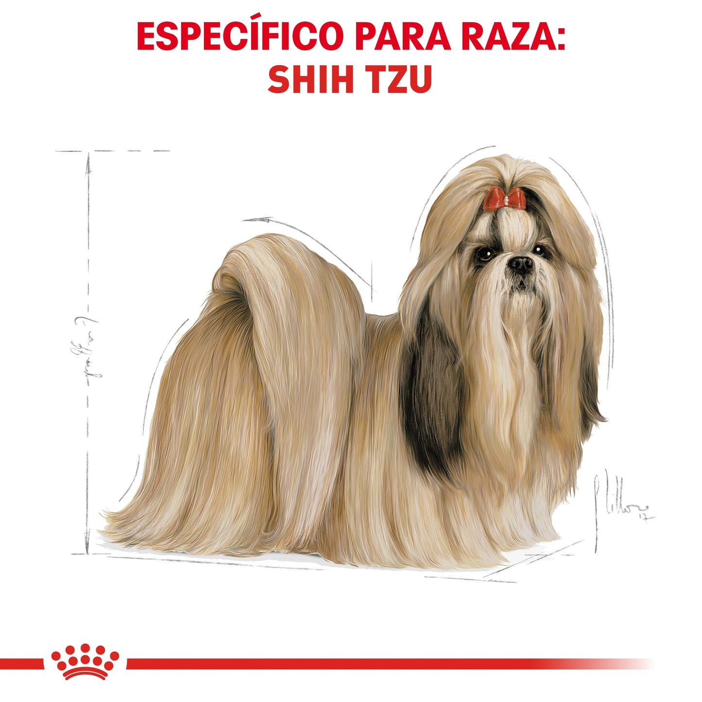 Shih Tzu adulto