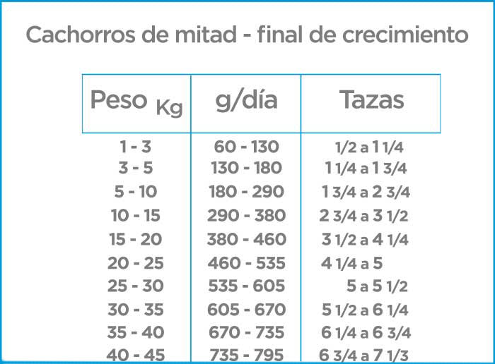 Cachorro