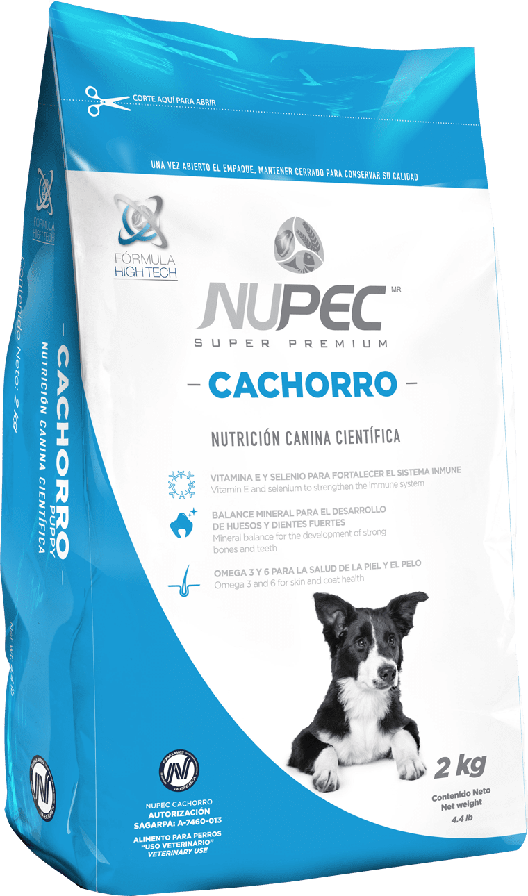 Cachorro