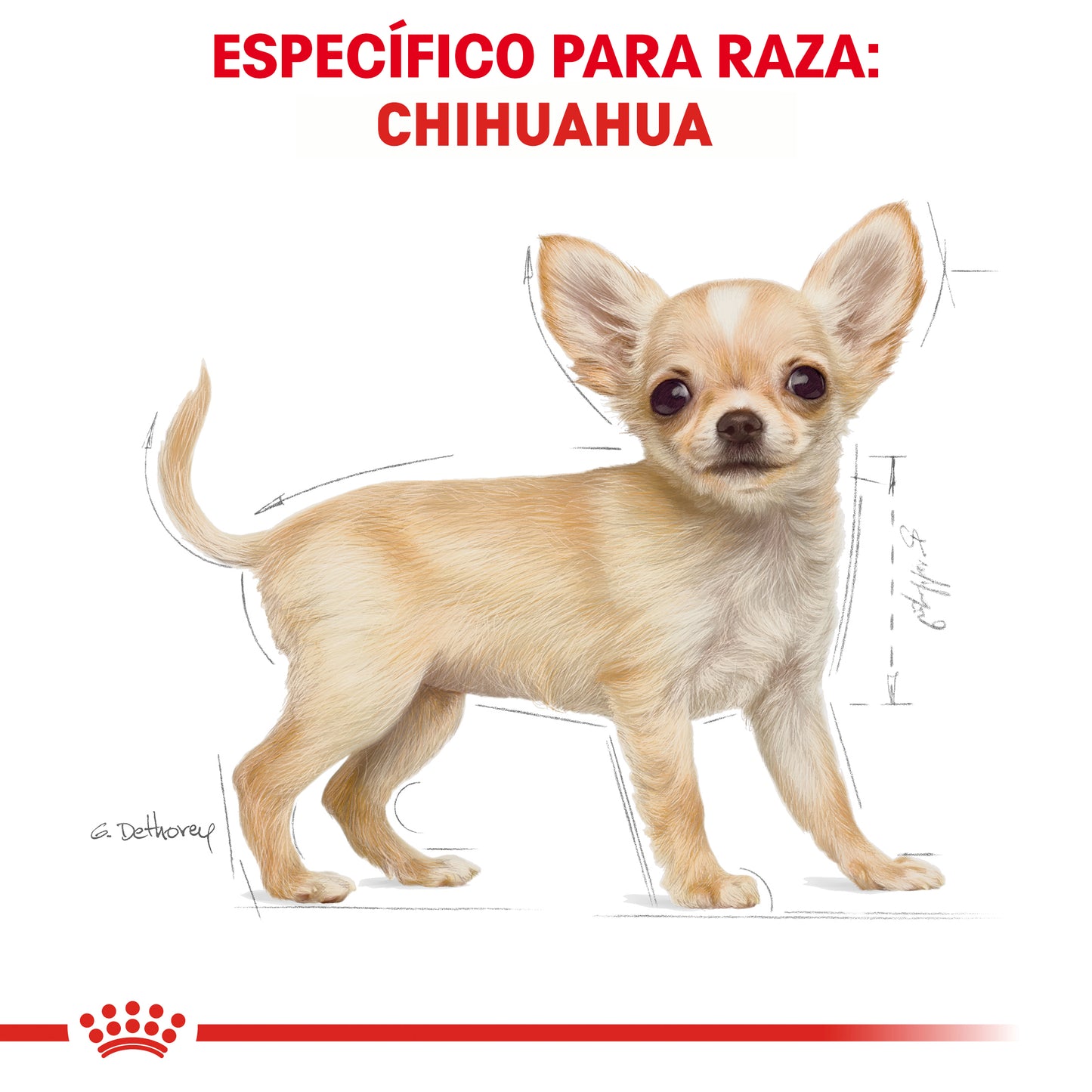 Chihuahua Puppy
