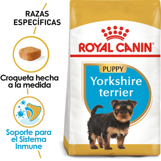 Yorkshire Terrier Puppy